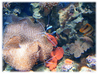 Crikvenica akvárium